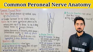 Common Peroneal Nerve  Origin Course amp Branches [upl. by Vite]