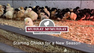 Starting Chicks for a New Season  McMurray Hatchery [upl. by Yelime]