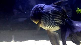 Oranda Bleu  Poisson rouge japonais 20cm  Blue Oranda Goldfish 8in [upl. by Ignacius]