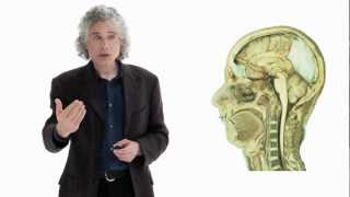 Steven Pinker Linguistics as a Window to Understanding the Brain  Big Think [upl. by Marquez]