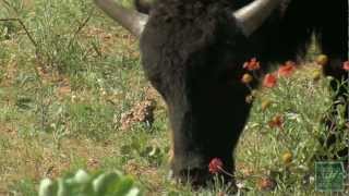 Saving the Southern Plains Bison at Caprock Canyon State Park Texas [upl. by Allred]