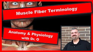 Muscle Fiber Terminology Anatomy and Physiology [upl. by Koralie]