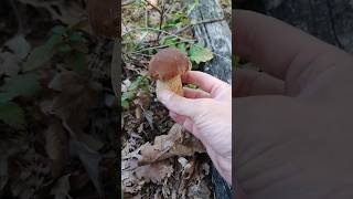 Beautiful porcini porcinimushrooms pilze fungi foraging porcini wildmushrooms shorts short [upl. by Denny54]