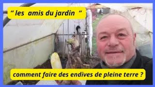 Comment faire des endives de plein terre  cest un petit rappel [upl. by Ynehteb]