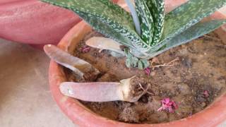 Gasteria succulent plant propagation update [upl. by Anyk]