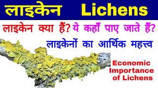 लाइकेन Lichens  लाइकेनों का आर्थिक महत्त्व Economic Importance of Lichens  Lichens Habitat [upl. by Heer]