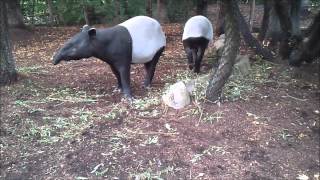 Maleise Tapirs  Tapirus Indicus  Malayan Tapir [upl. by Tann]