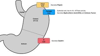 GI SecretoryRegulatory Physiology [upl. by Risser71]