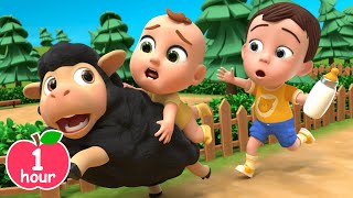 🐑Baa Baa Black Sheep Song  more Newborn Baby Songs amp Nursery Rhymes [upl. by Ssidnak]