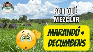 Porqué mezclar MARANDÚ  DECUMBENS ganaderiacolombiana ganaderoscolombia [upl. by Florinda602]