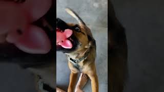 Nooo 🫣🫣put your tongue away 👌🏼❤️🐶puppy Rusty shorts shortvideo puppy dogs pets [upl. by Denny]