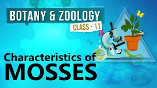 Characteristics of Mosses  Kingdom Plantae  Biology Class 11 [upl. by Ellainad]