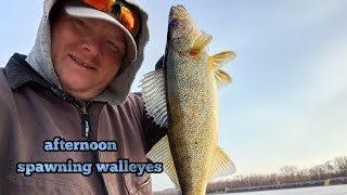 afternoon spawning walleyes underneath the Mississippi River dam [upl. by Mccallion955]