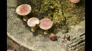 Mushroom Growing  Gymnopilus luteofolius Timelapse 1 [upl. by Dranik]