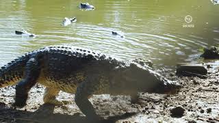 36 REPORTAJE Criadero de cocodrilos de la Ciénaga de Zapata [upl. by Butterfield]