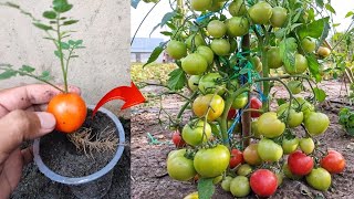 New skills Growing a tomatoes tree from tomato fruit in bottle [upl. by Hillegass486]