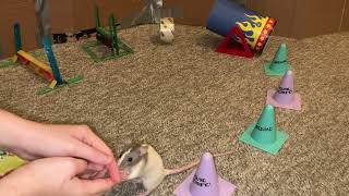 My pet rat Pistachio running a fun agility course [upl. by Goldshlag769]