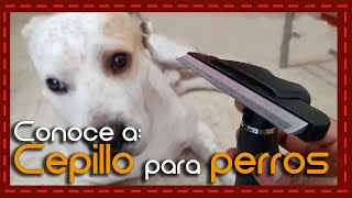 Conoce a Cepillo deslanador para perro tipo furminator [upl. by Akcinat286]