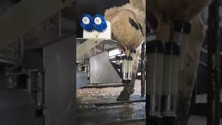 Robotic milking fullwood JOZ merlin M2 [upl. by Annahsal]