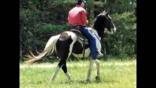 Handsome Jack Bombproof BEGINNER Safe Easy GAITED Trail Horse For Salewmv [upl. by Kassab]