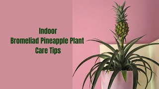 How to Grow Bromeliad Pineapple Indoors 🌿🍍 [upl. by Ylebmik]