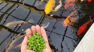 Peas Koi Are Jumping Out Water [upl. by Aicilf]