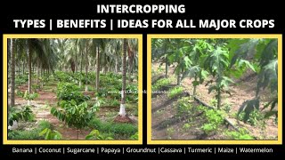 Intercropping Types  Benefits  Inter crop guide for major crops  2020 [upl. by Ytitsahc]