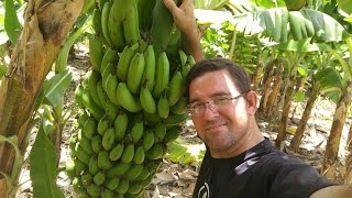 BANANA CULTIVO ADUBAÇÃO CORRETA A BANANA NANICA PRATA MAÇÃ E BANANA DA TERRA CultivodePlantas [upl. by Burkhardt317]