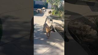 Rescue skittish Doberman enters the pack and starts healing doberman belgianmalinois doglover [upl. by Madeleine]