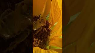 Digger Bee 🐝 covered in yellow pollen on a sunflower 🌻 [upl. by Allimac]