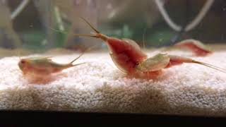 Tadpole Shrimp Triops in a 10 gal tank [upl. by Tia]