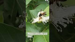 Honeybees collecting nectar Bees making honey processHoneybee taking honey from flowers [upl. by Sivar]