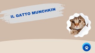 Il gatto munchkin Tutto quello che devi sapere [upl. by Dranoc979]