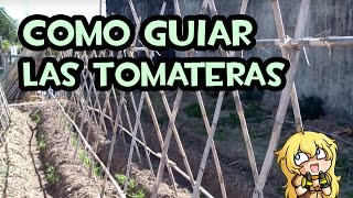 Como guiar las Tomateras  Entutorado con cañas [upl. by Estrellita]