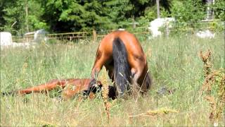 Julle Raketti ja Morkkis orilaitumella 2015  young stallions playing [upl. by Emilia]