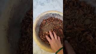 cocopeat mein bhi aap Dhaniya Methi palak laga sakte hain [upl. by Dumas598]