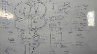 CSF  CerebroSpinal fluid  Formation  function and Distribution Reabsorption  In Hindi [upl. by Naimad]