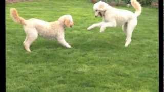 Two Goldendoodle Dogs Playing [upl. by Beverle]