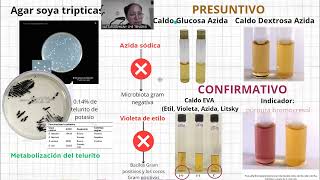 Enterococcus faecalis presentación Bacteriología Médica UACH [upl. by Vaish]