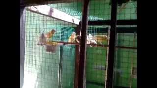 Indoor aviary for canaries [upl. by Ehc575]