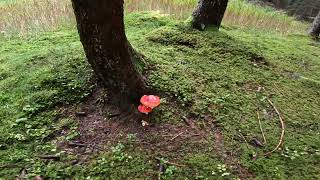 Habitat con Albatrellus confluensAmanita muscaria e cortinarius caperatus [upl. by Nived912]