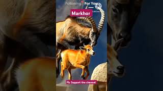 Markhor Animal love naturelovers follow [upl. by Ebag]