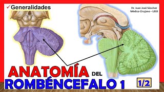 🥇 Anatomía del ROMBENCÉFALO 12 Cerebro Posterior ¡Explicación Sencilla [upl. by Edra969]