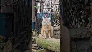 Corsac fox beautiful animal 😍 ❤️ [upl. by Nilyaj225]