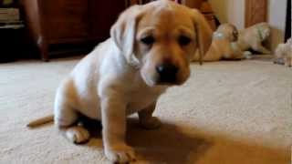 Yellow Labrador Retriever Puppies playing 6 weeks CUTE explosion BucABuc Farm [upl. by Berey]