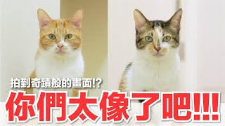 【好味小姐】你們太像了吧！！拍到奇蹟般的畫面？｜好味貓日常202 [upl. by Kev]