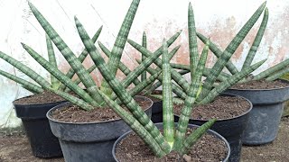 Propagating Snake Plant Cylindrica Boncel by Division [upl. by Ebneter485]