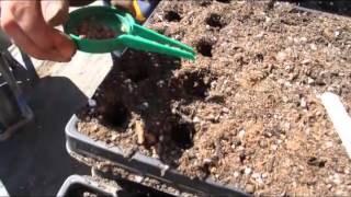 How to Plant Swiss Chard from Seed [upl. by Arreis]