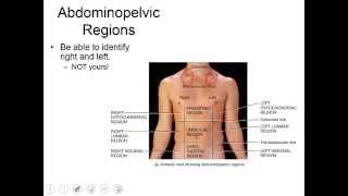 Anatomical Position And Directional Terms [upl. by Llahsram]