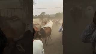 gaushala gau gaumata gaumatakiseva bajrangdal cow feedtime haryana baghot [upl. by Eimiaj]